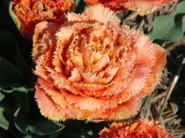 Tulp Sensuel Touche